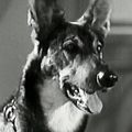 Friday the German Shepherd dog